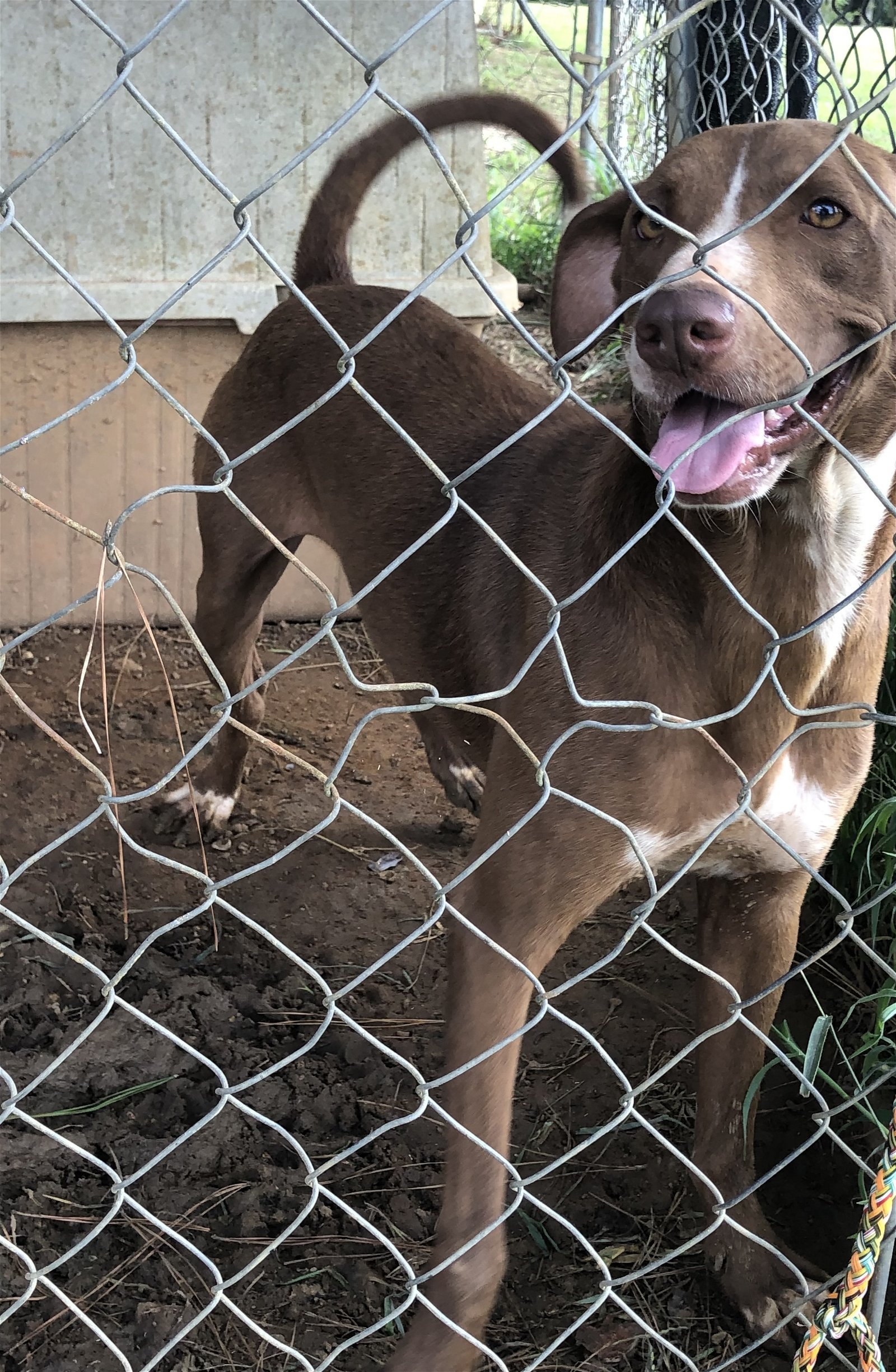 Goober, an adoptable Labrador Retriever, Hound in Slidell, LA, 70469 | Photo Image 2