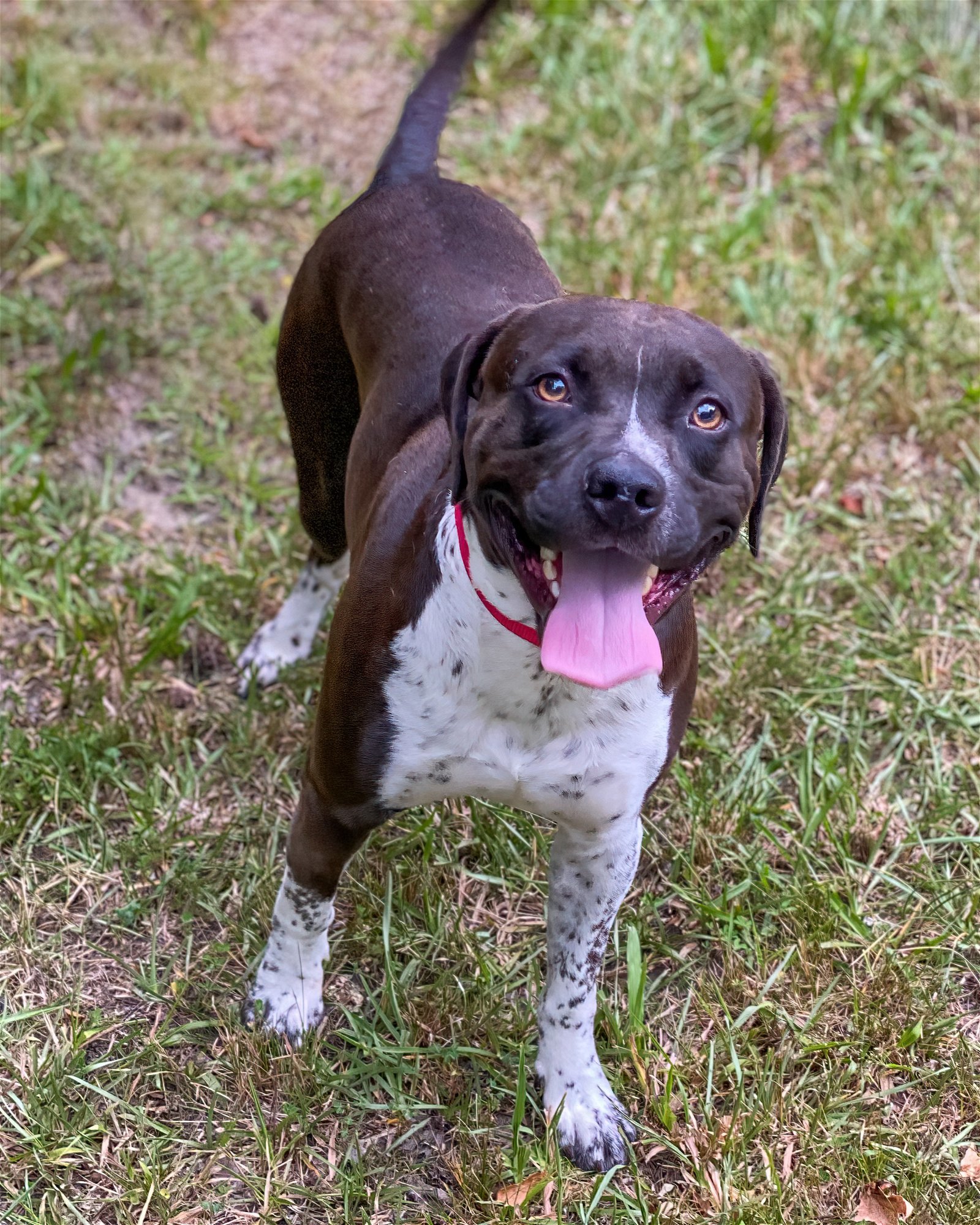 Asher in Petersburg VA