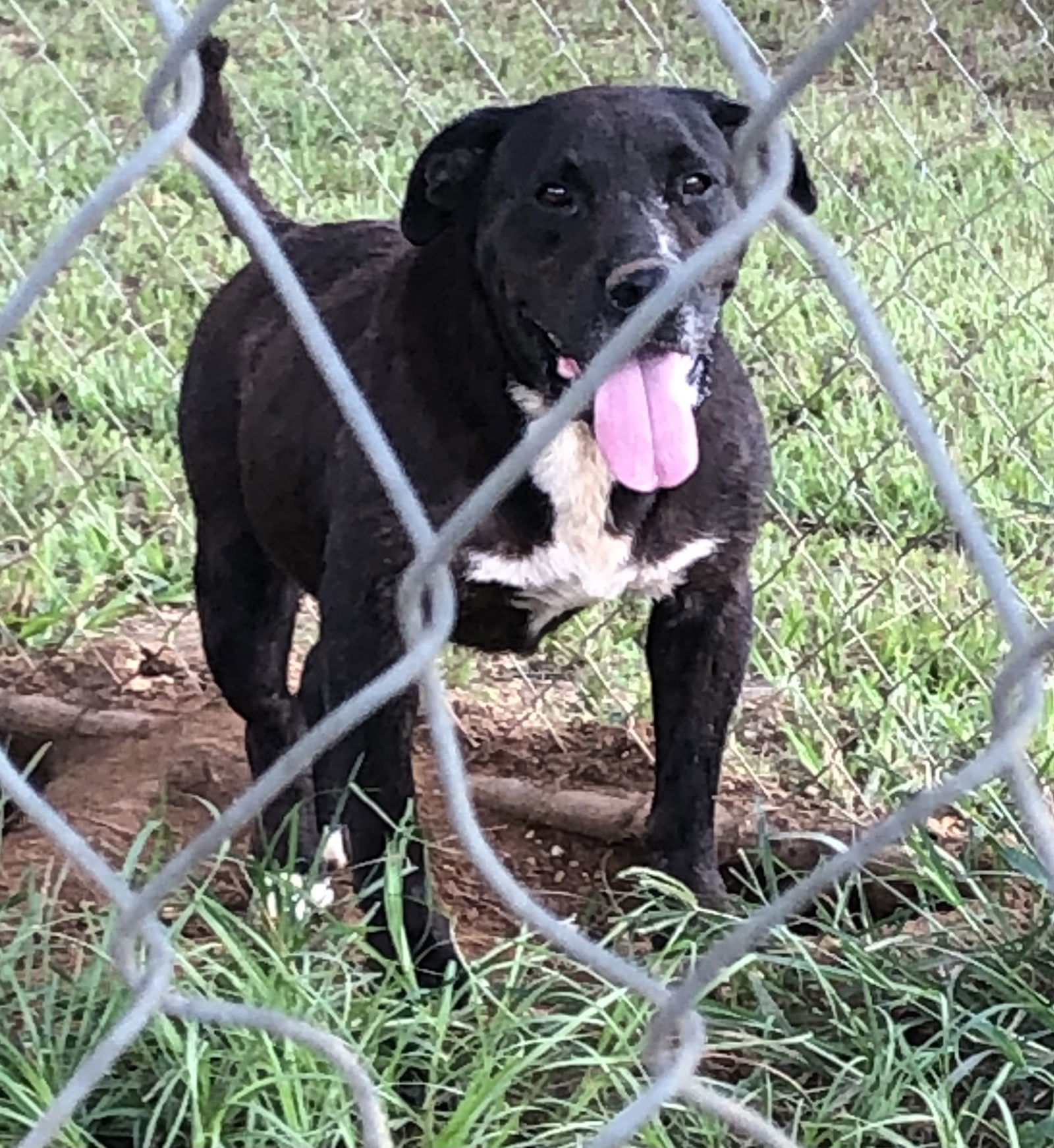 Thor, an adoptable Labrador Retriever, Basset Hound in Slidell, LA, 70469 | Photo Image 1