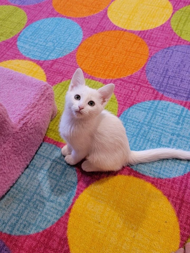 Marshmallow Fluff -Adopted 7.16.22 3