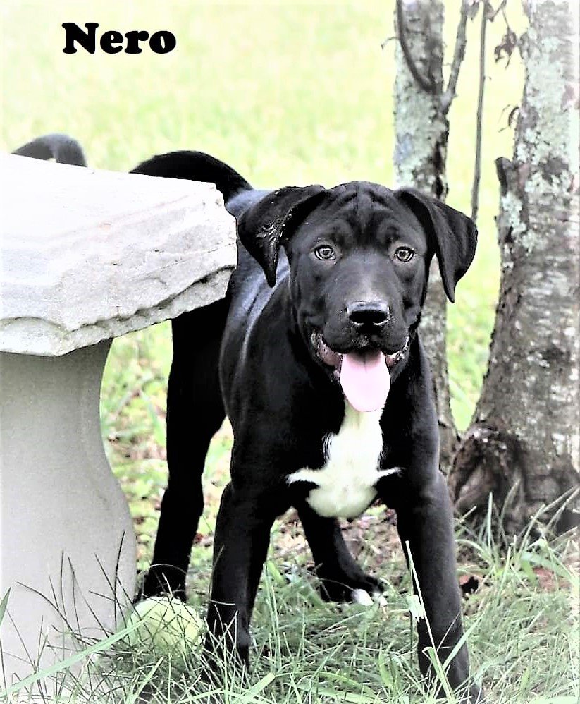 PUPPY HANDSOME NERO