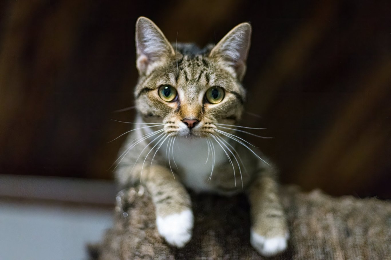Frosted Flakes, an adoptable Domestic Short Hair in Stafford, VA, 22554 | Photo Image 1