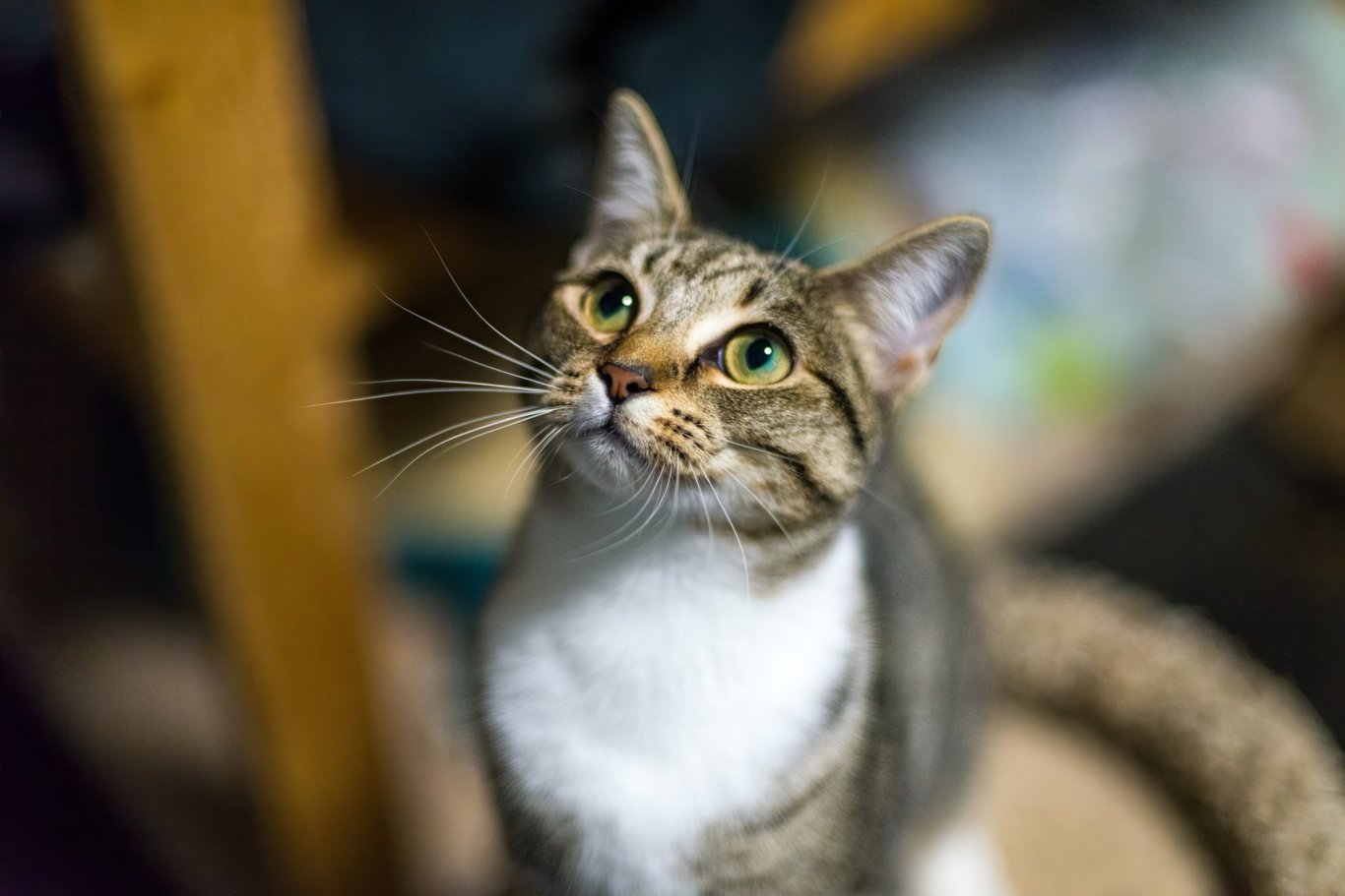 Frosted Flakes, an adoptable Domestic Short Hair in Stafford, VA, 22554 | Photo Image 2
