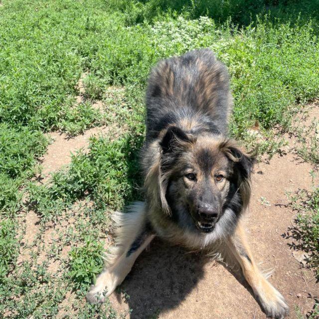 Smokie, an adoptable German Shepherd Dog & Husky Mix in Fort Morgan, CO_image-1