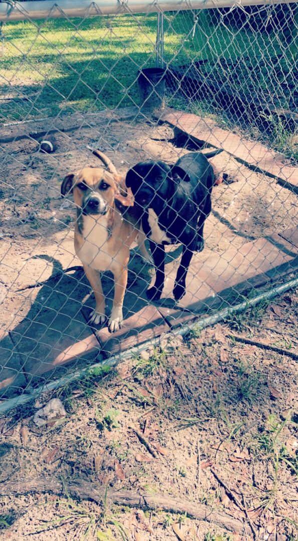 Jack, an adoptable Hound, Labrador Retriever in Crestview, FL, 32539 | Photo Image 1