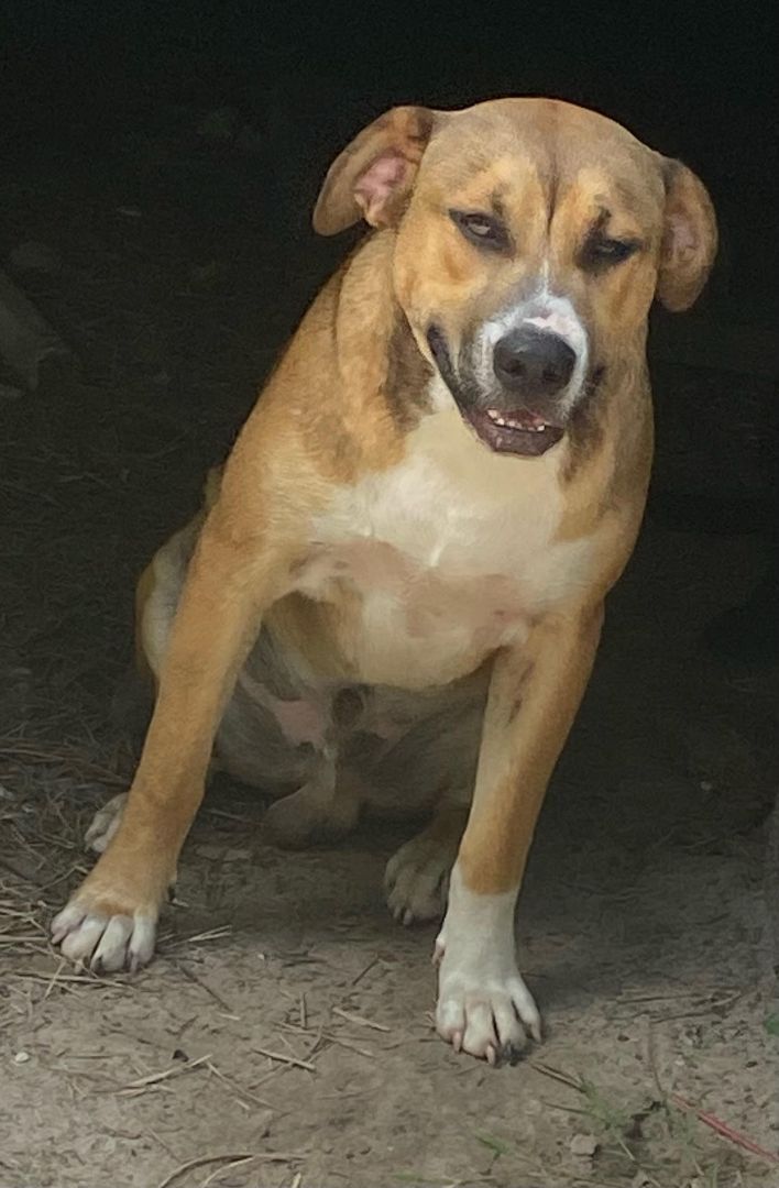 Jack, an adoptable Hound, Labrador Retriever in Crestview, FL, 32539 | Photo Image 2