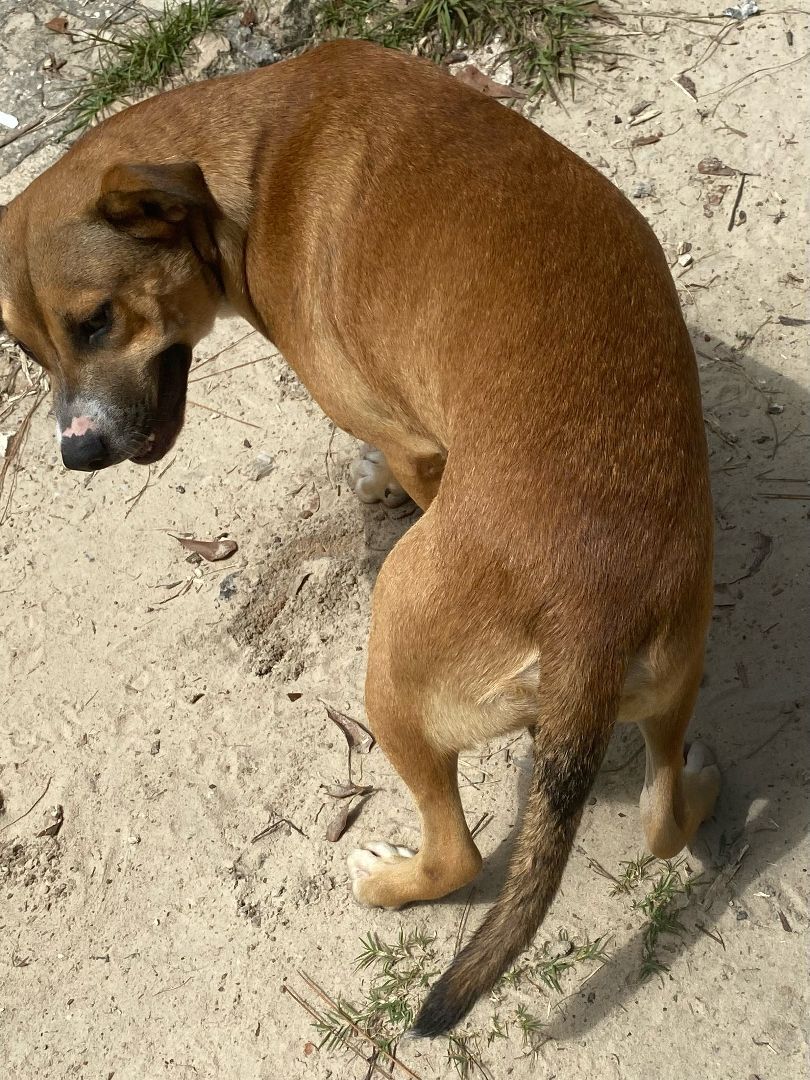 Jack, an adoptable Hound, Labrador Retriever in Crestview, FL, 32539 | Photo Image 3