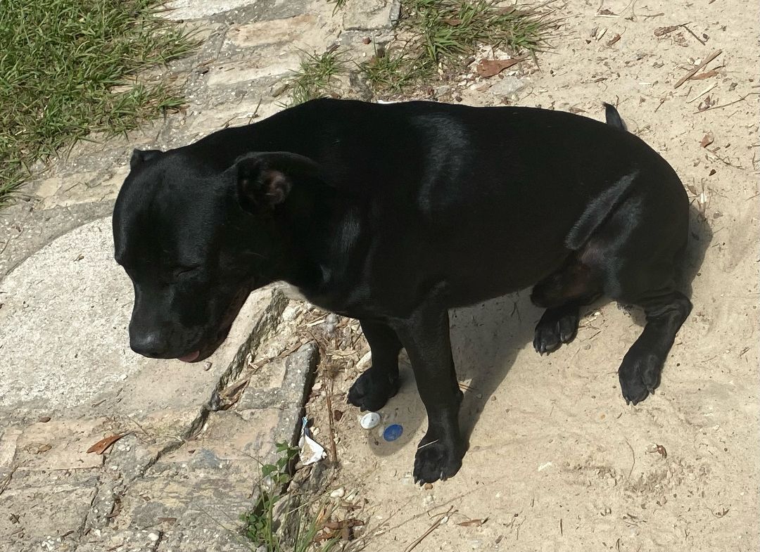 Zeus, an adoptable Labrador Retriever, Hound in Crestview, FL, 32539 | Photo Image 2