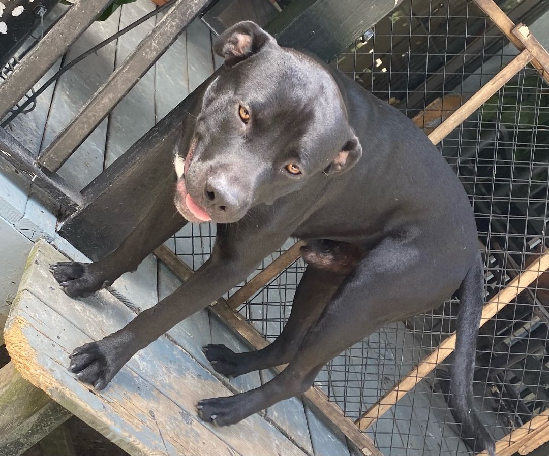 Zeus, an adoptable Labrador Retriever, Hound in Crestview, FL, 32539 | Photo Image 3
