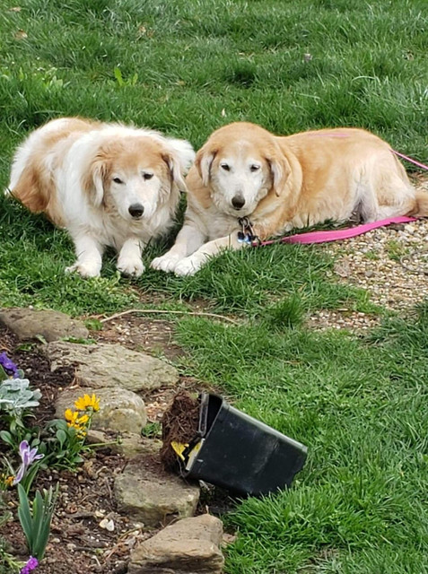 Herman and Sophia- TRIXIE SURVIVORS, an adoptable Collie, Golden Retriever in Clearfield, KY, 40313 | Photo Image 1