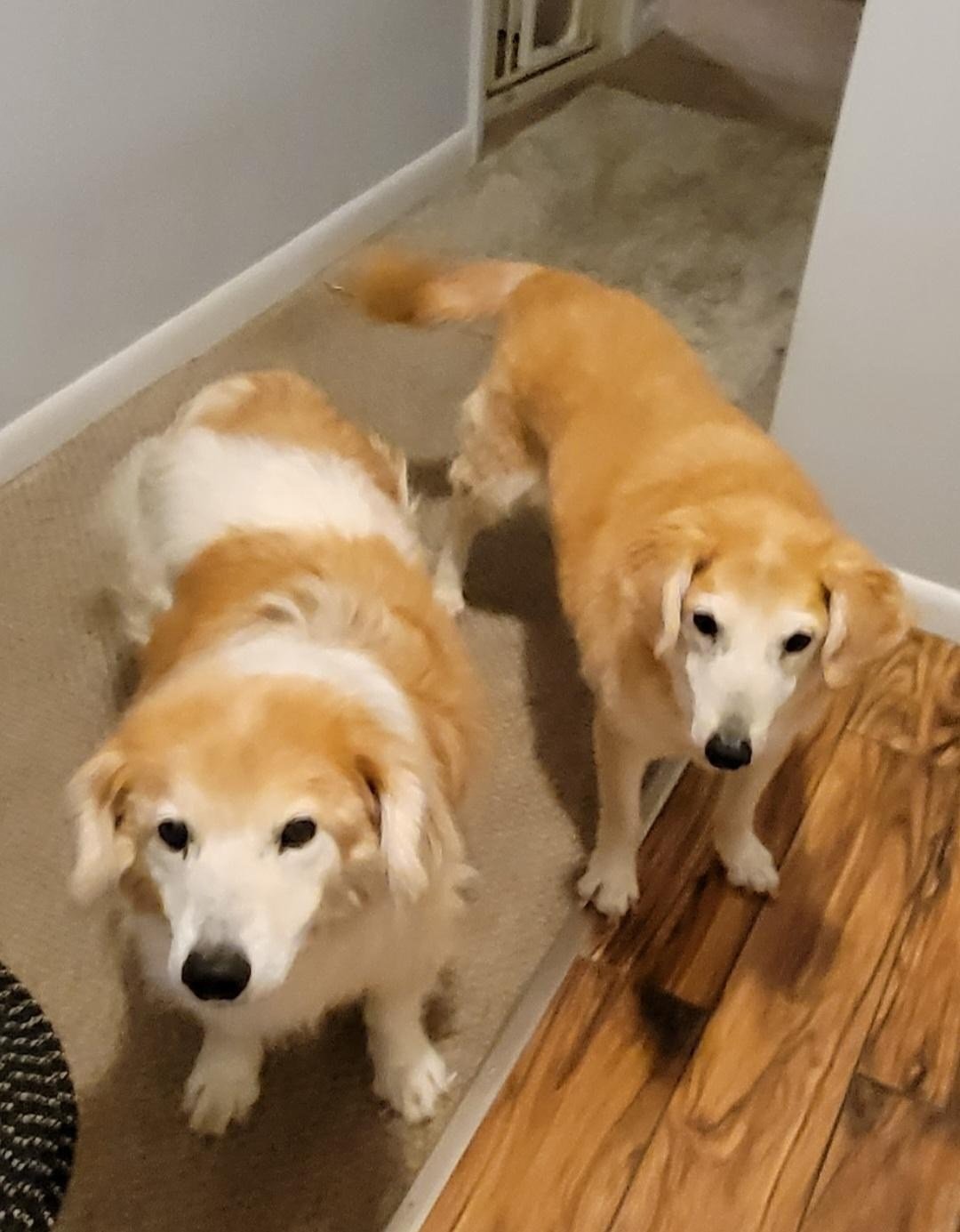 Herman and Sophia- TRIXIE SURVIVORS, an adoptable Collie, Golden Retriever in Clearfield, KY, 40313 | Photo Image 2