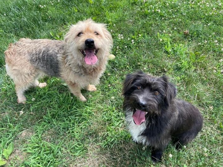 Bonded: Romeo (and Juliet) 1