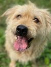 Bonded: Romeo (and Juliet)