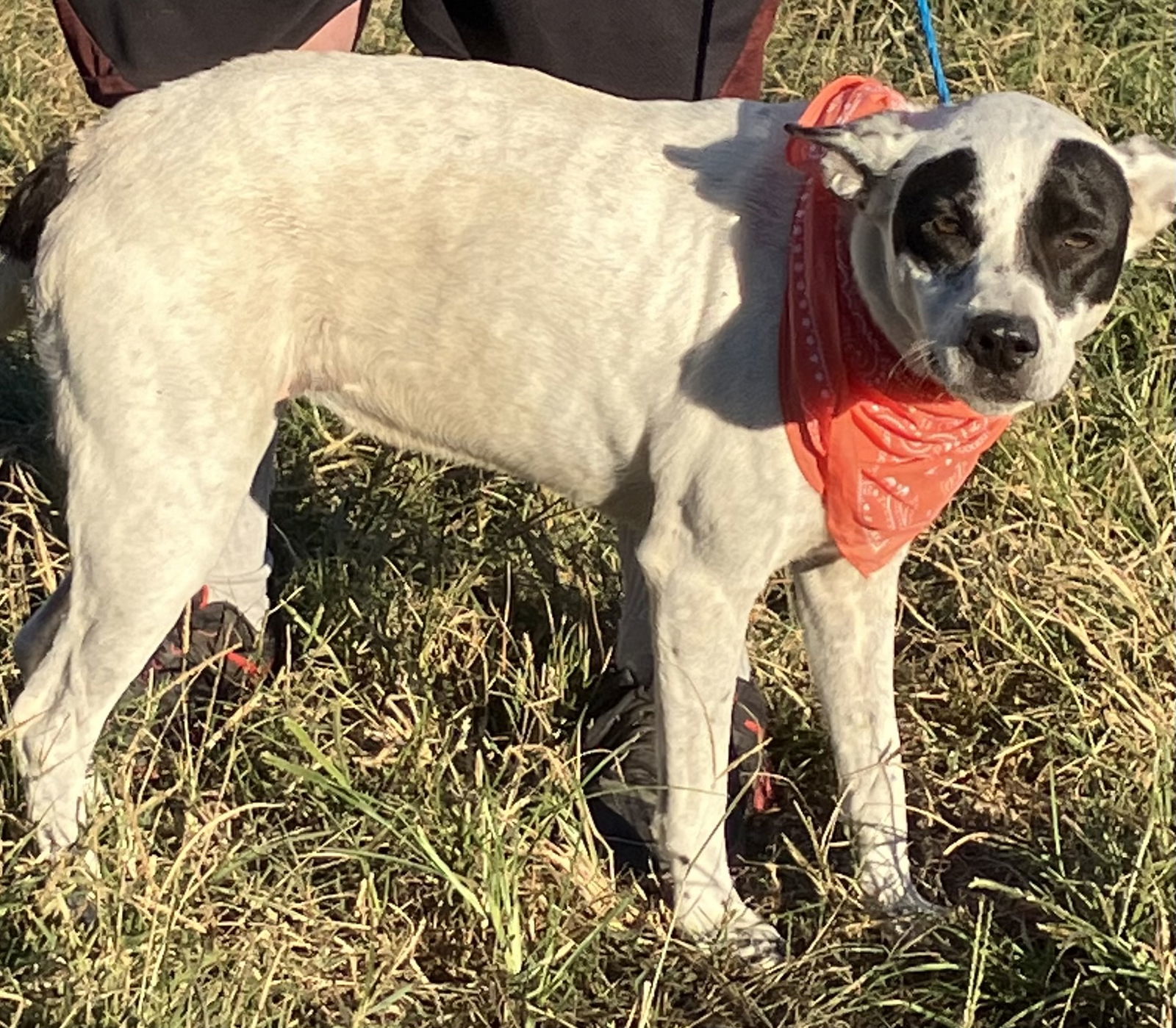 Betty White, an adoptable Spaniel in Slidell, LA, 70469 | Photo Image 1