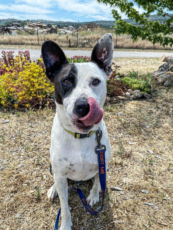 Jack russell sale bulldog mix