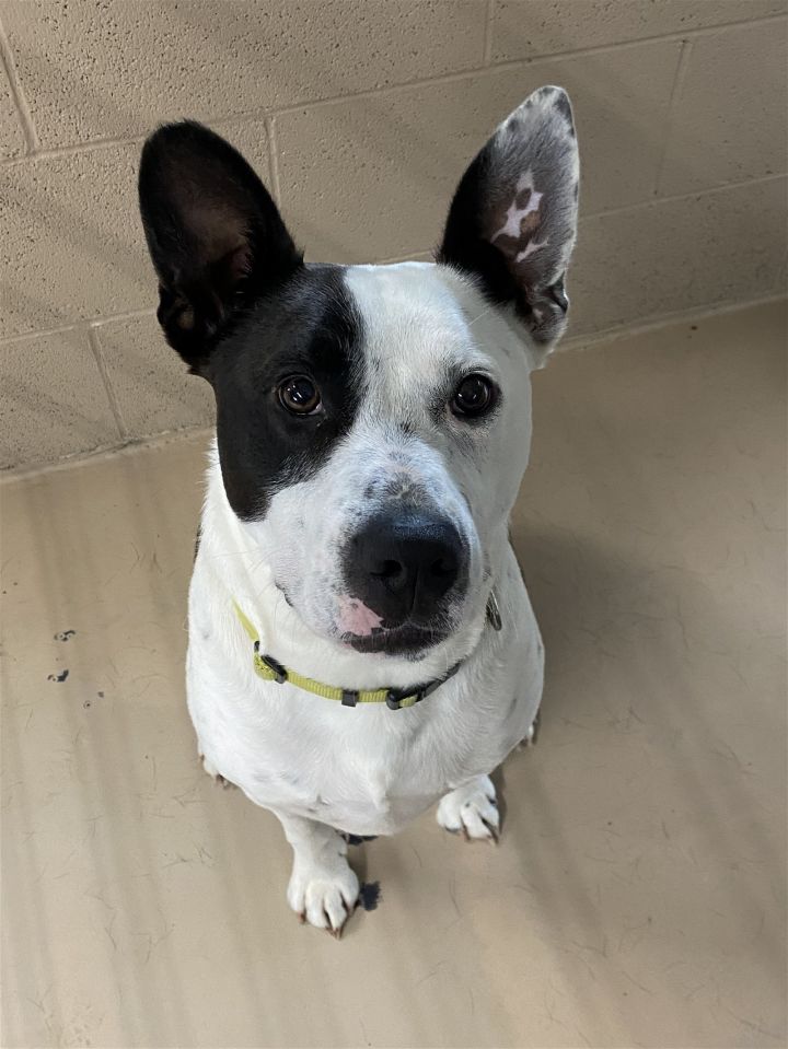 American bulldog jack 2024 russell terrier mix