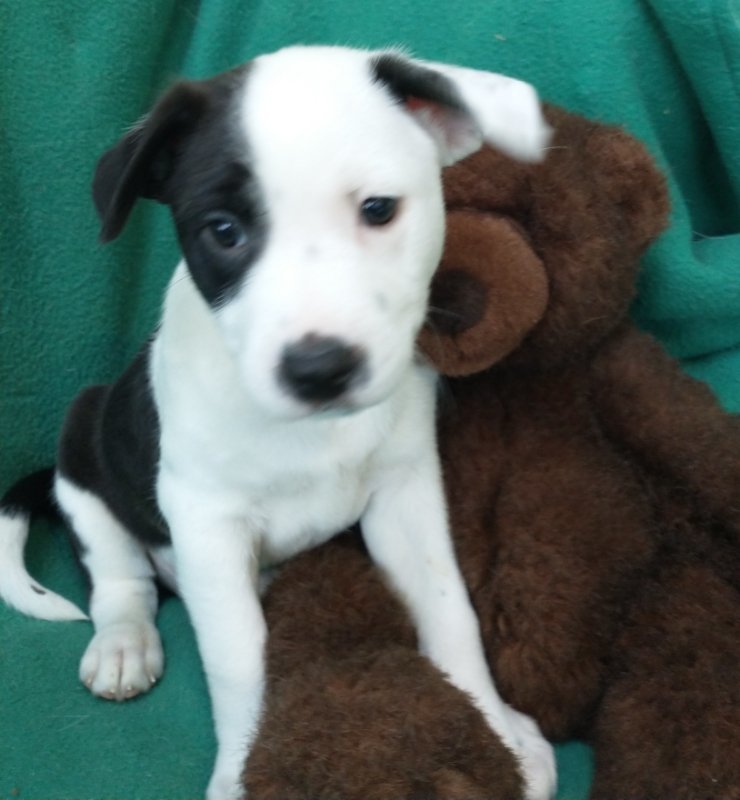 Rudy, an adoptable Jack Russell Terrier, American Bulldog in Yreka, CA, 96097 | Photo Image 3