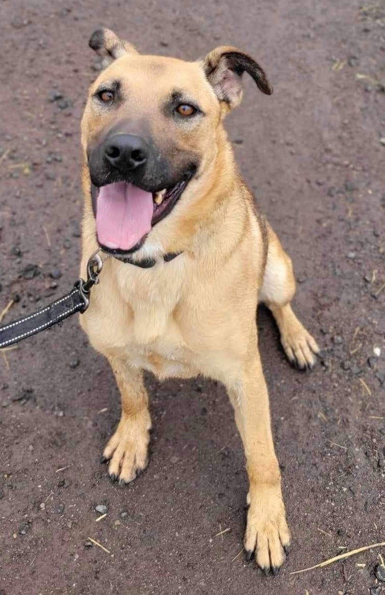 Jamie, an adoptable Shepherd in Yreka, CA, 96097 | Photo Image 2