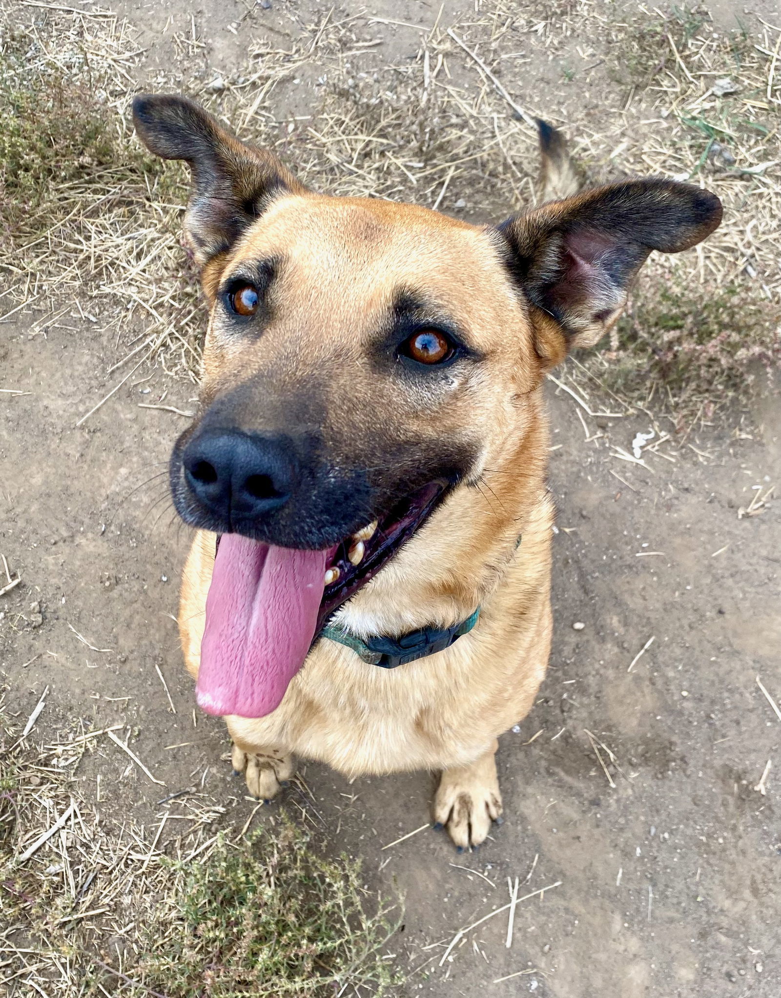 Jamie, an adoptable Shepherd in Yreka, CA, 96097 | Photo Image 2