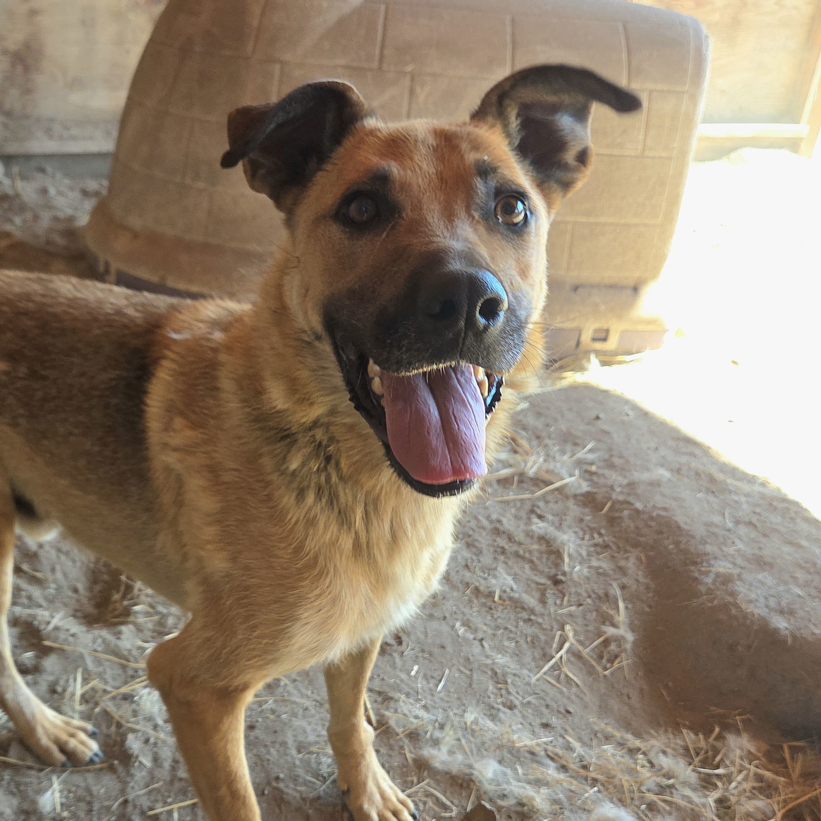 Jamie, an adoptable Shepherd in Yreka, CA, 96097 | Photo Image 2