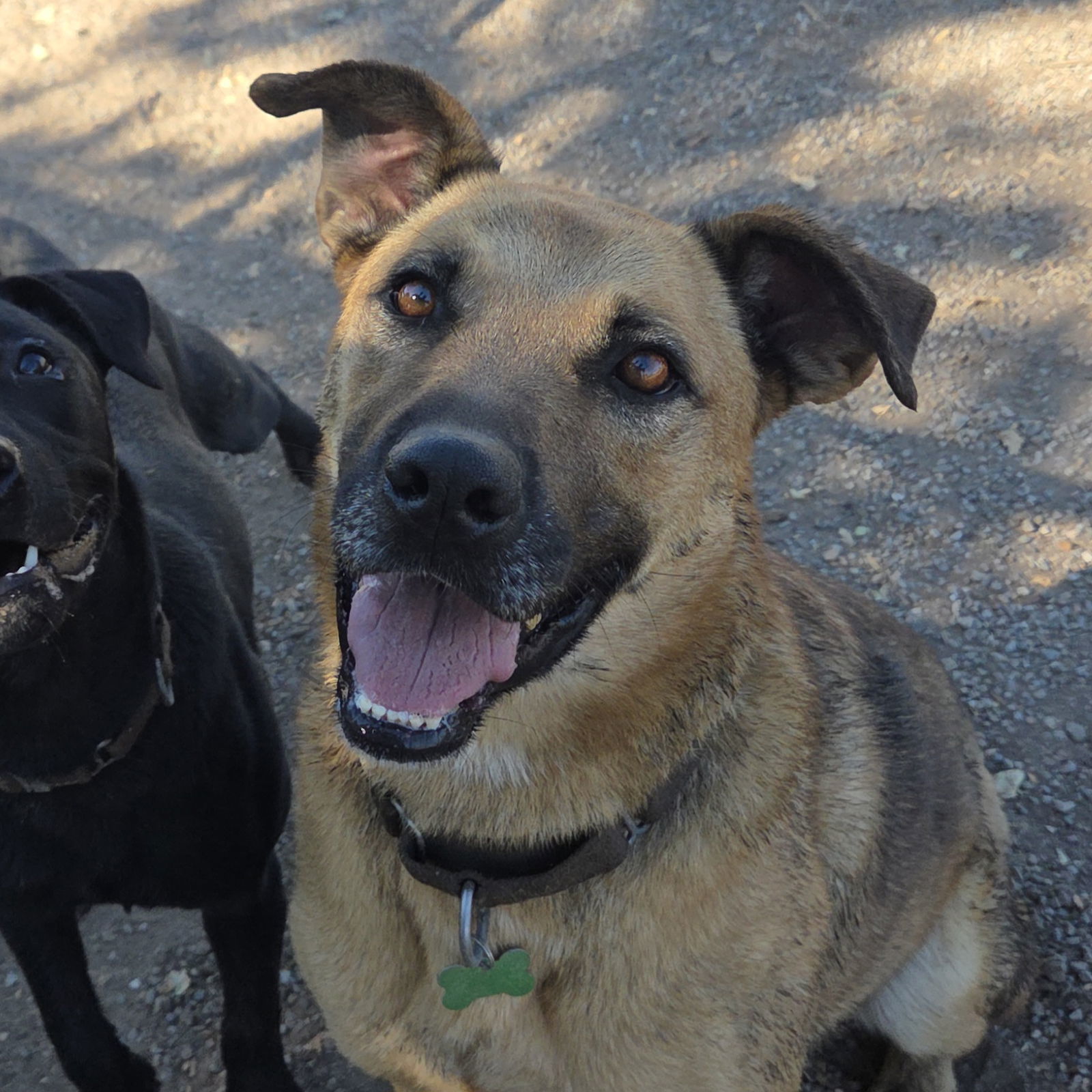 Jamie, an adoptable Black Mouth Cur in Yreka, CA, 96097 | Photo Image 2