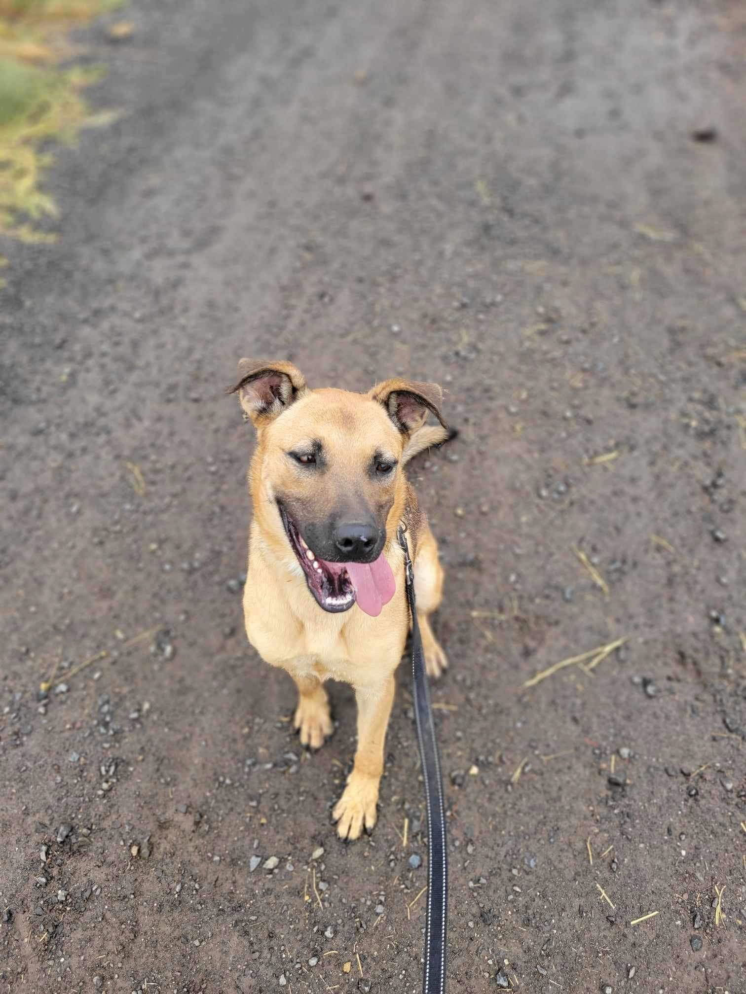 Jamie, an adoptable Shepherd in Yreka, CA, 96097 | Photo Image 3