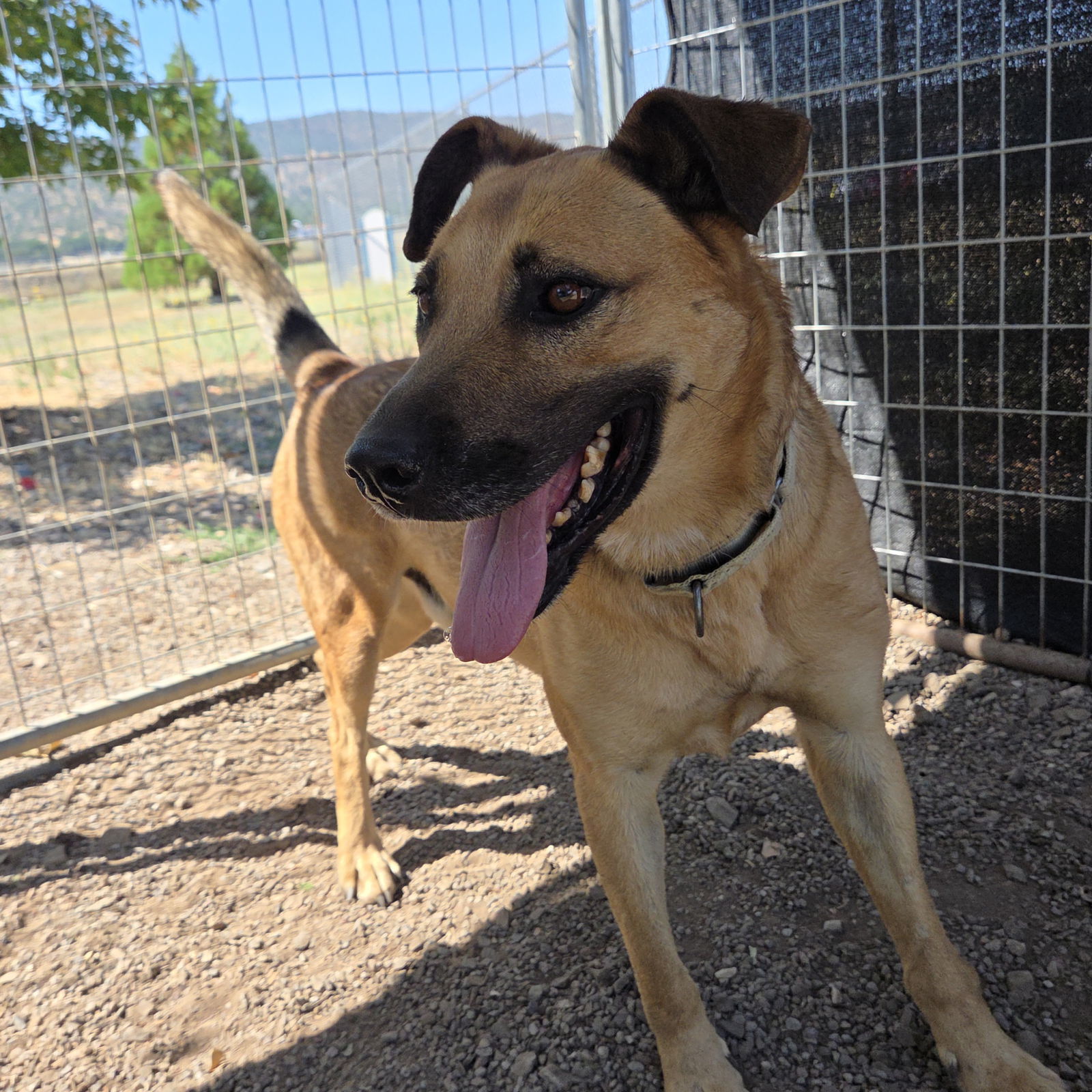 Jamie, an adoptable Shepherd in Yreka, CA, 96097 | Photo Image 3