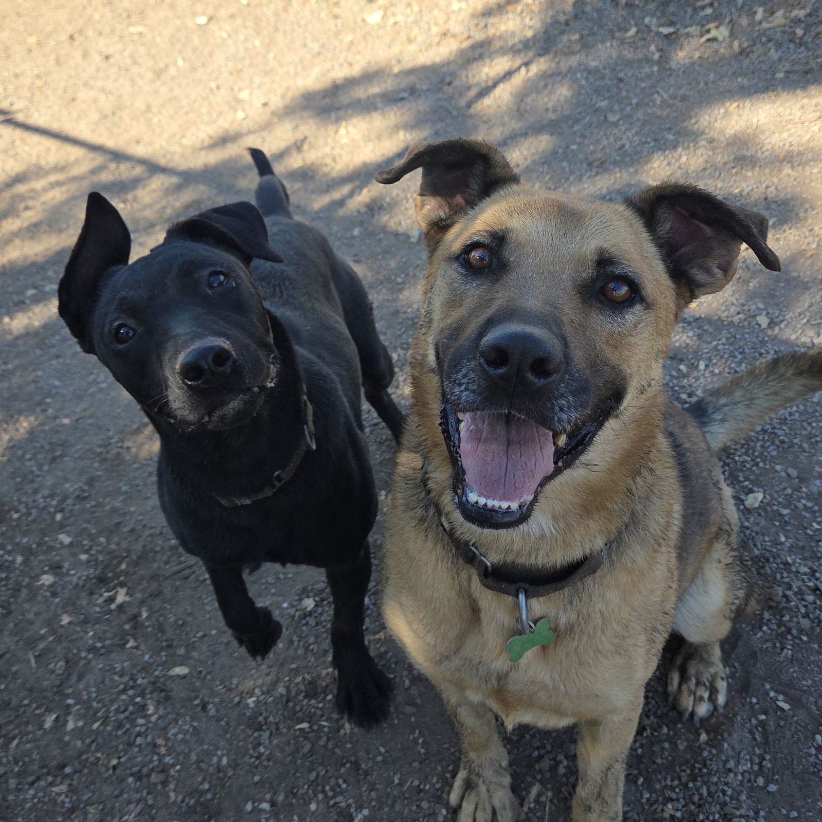 Jamie, an adoptable Black Mouth Cur in Yreka, CA, 96097 | Photo Image 3