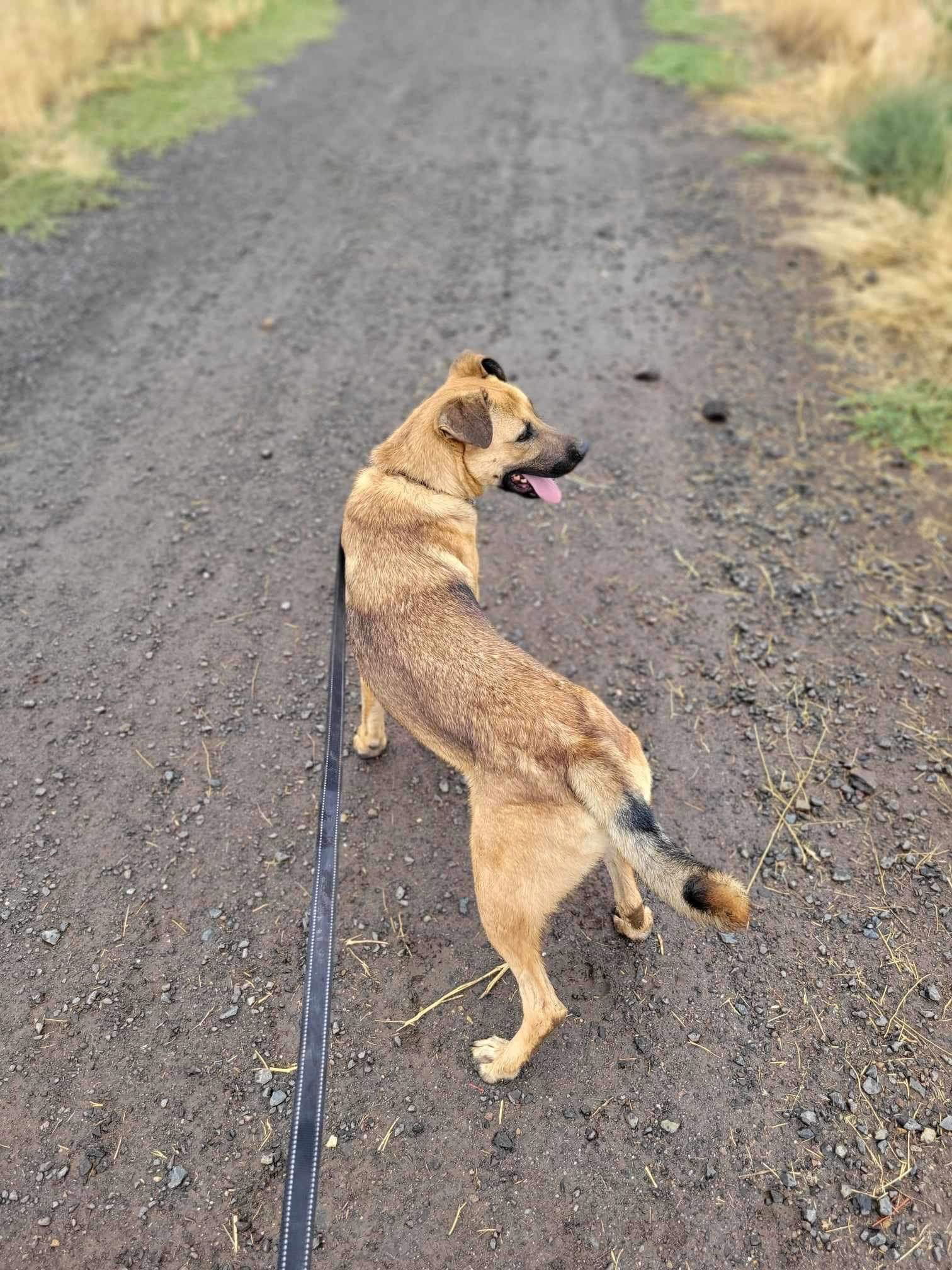 Jamie, an adoptable Shepherd in Yreka, CA, 96097 | Photo Image 4