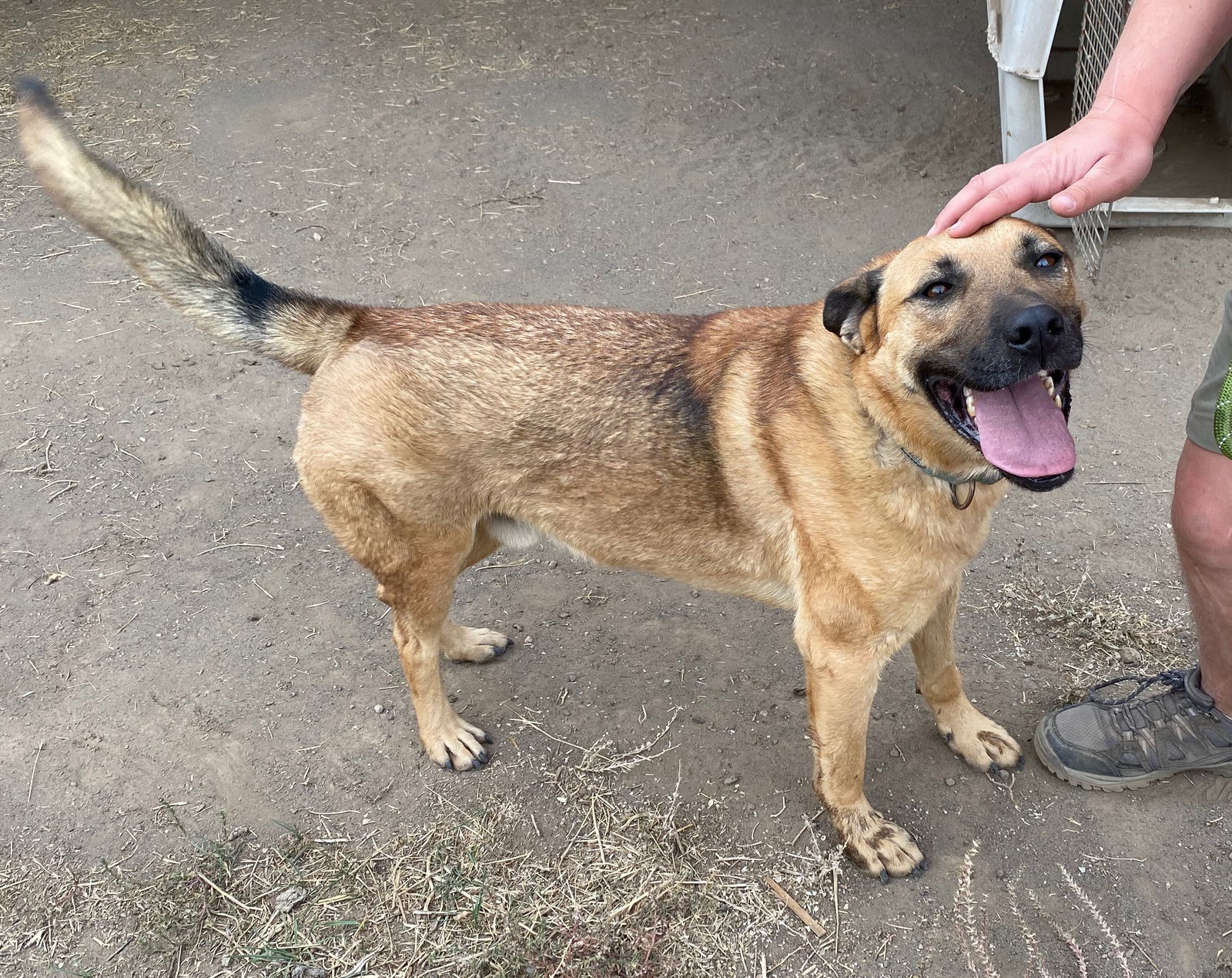 Jamie, an adoptable Shepherd in Yreka, CA, 96097 | Photo Image 4