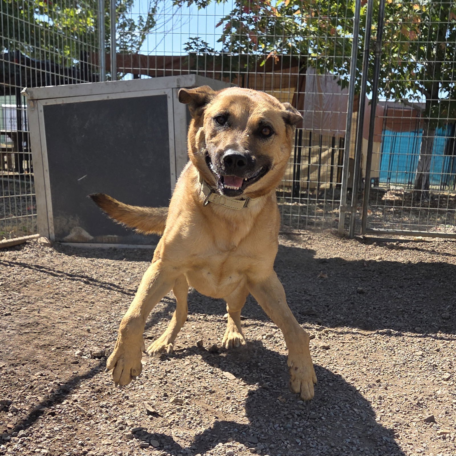 Jamie, an adoptable Shepherd in Yreka, CA, 96097 | Photo Image 4