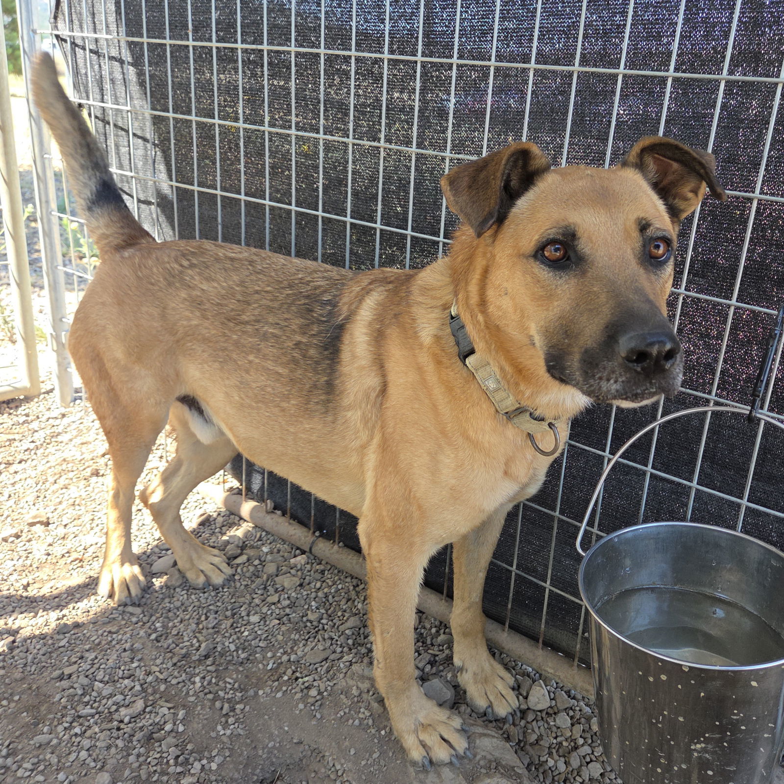 Jamie, an adoptable Black Mouth Cur in Yreka, CA, 96097 | Photo Image 4