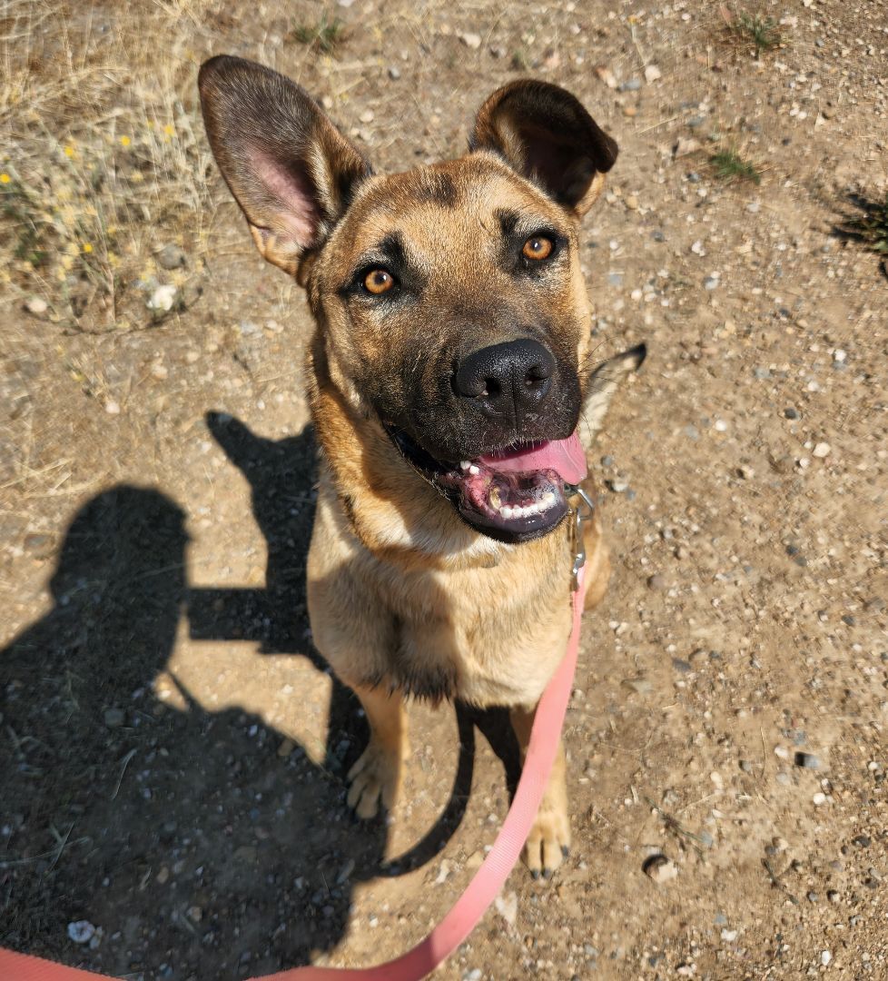 Jamie, an adoptable Shepherd in Yreka, CA, 96097 | Photo Image 1