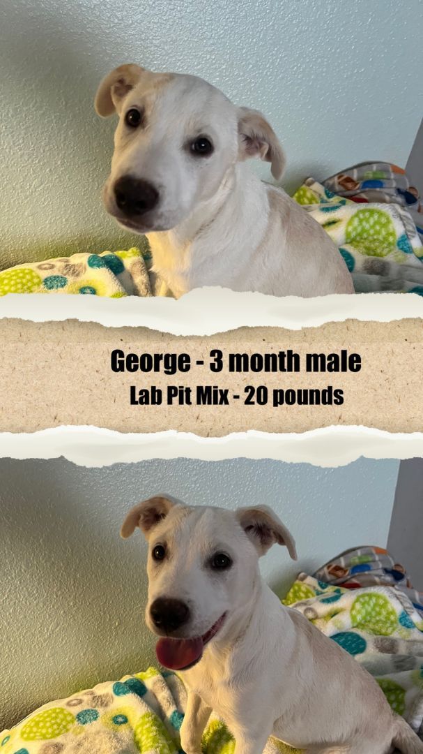 GEORGE - 3 MONTH LAB PIT MALE @ PETCO, 5011 EAST RAY ROAD, PHOENIX 85044 FROM SATURDAY, JULY 16, 11 - 2 PM