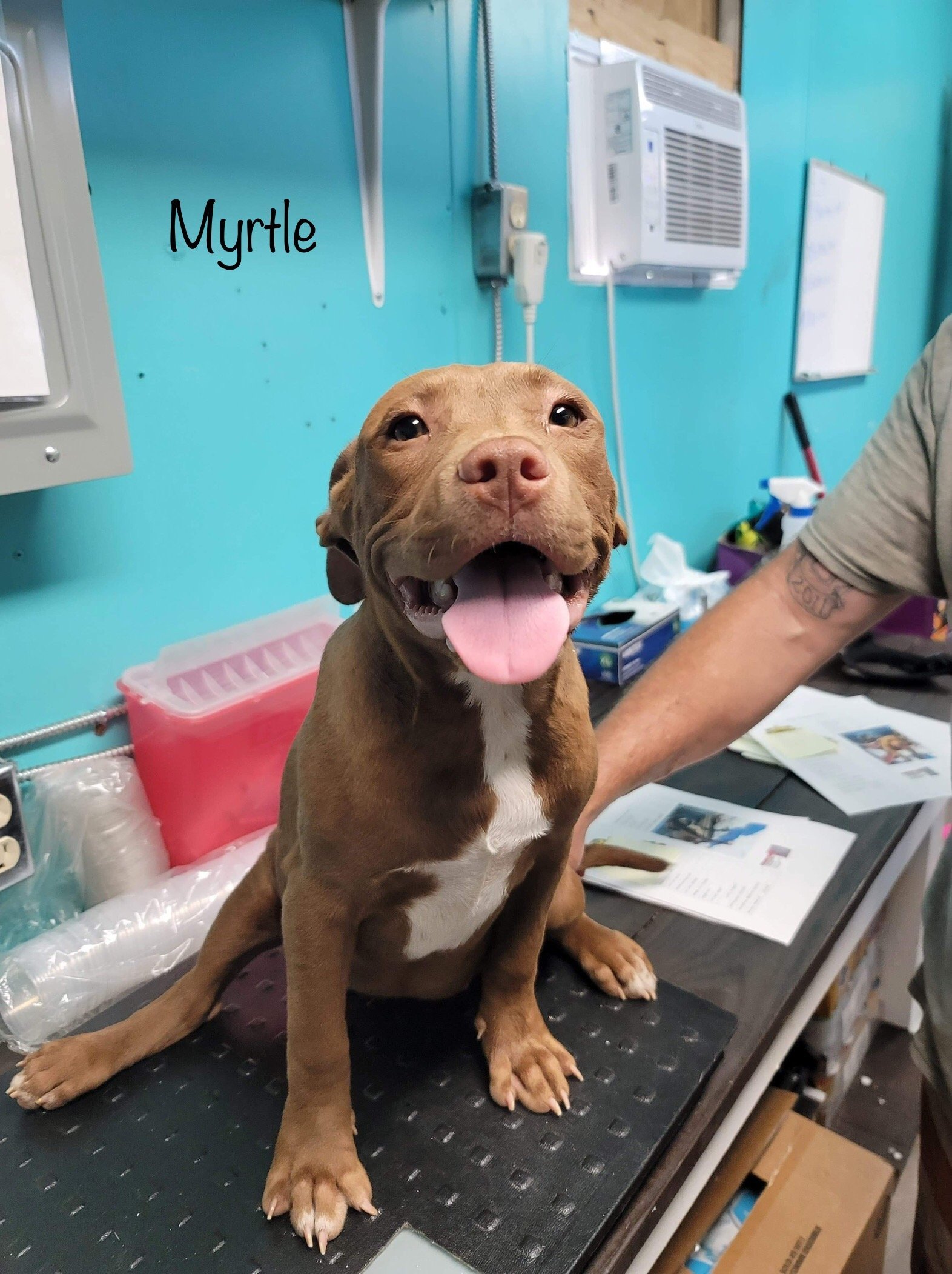 Myrtle - Available!