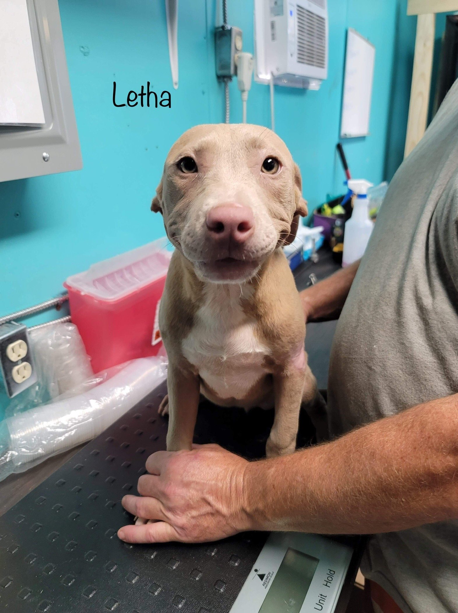 Letha - Available!