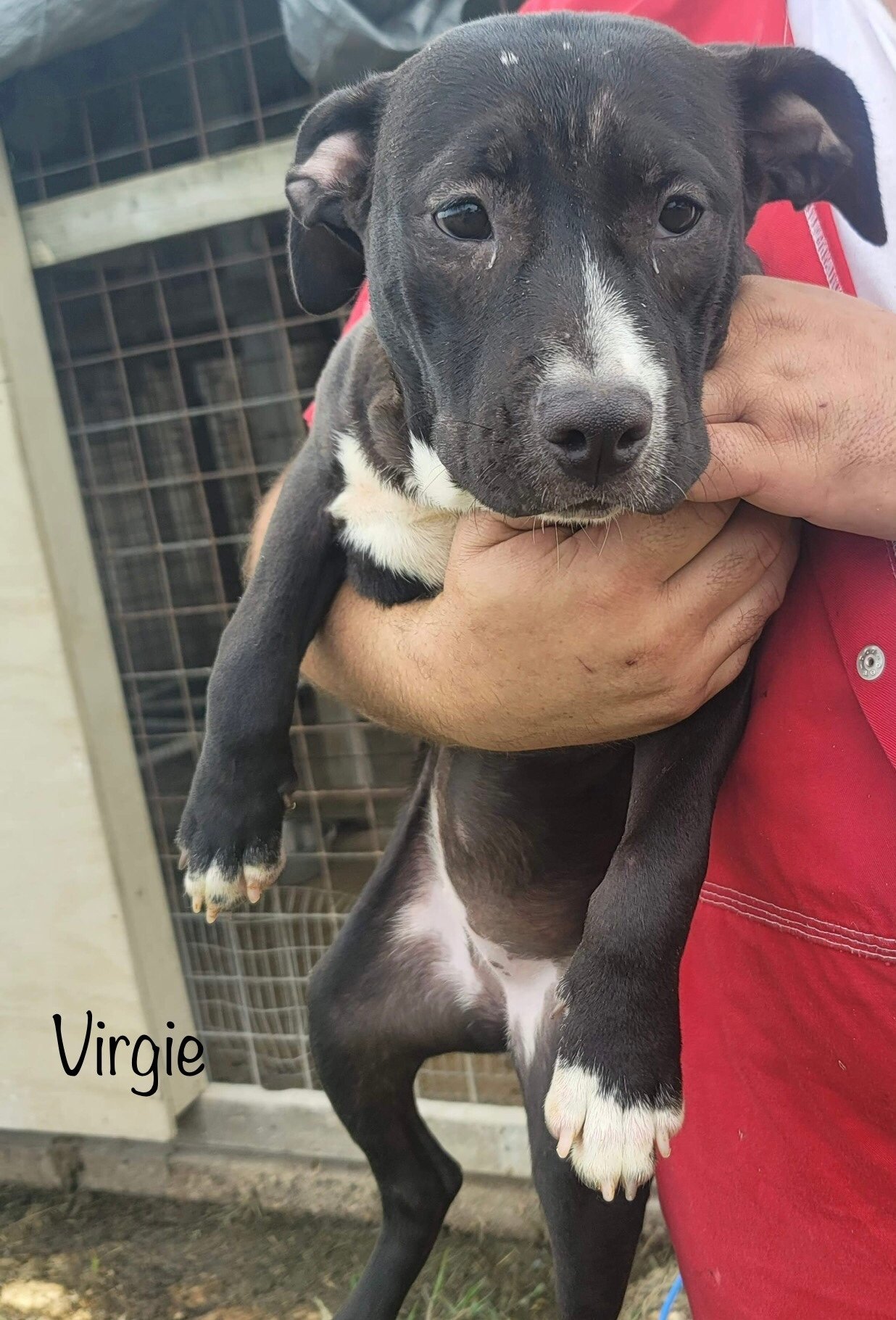 Virgie - Available!