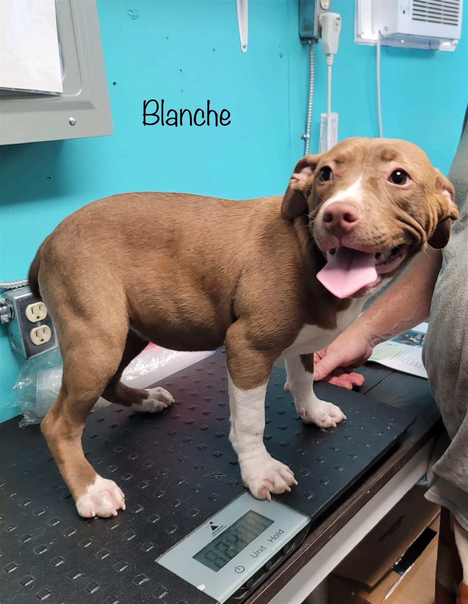 Blanche - Available!