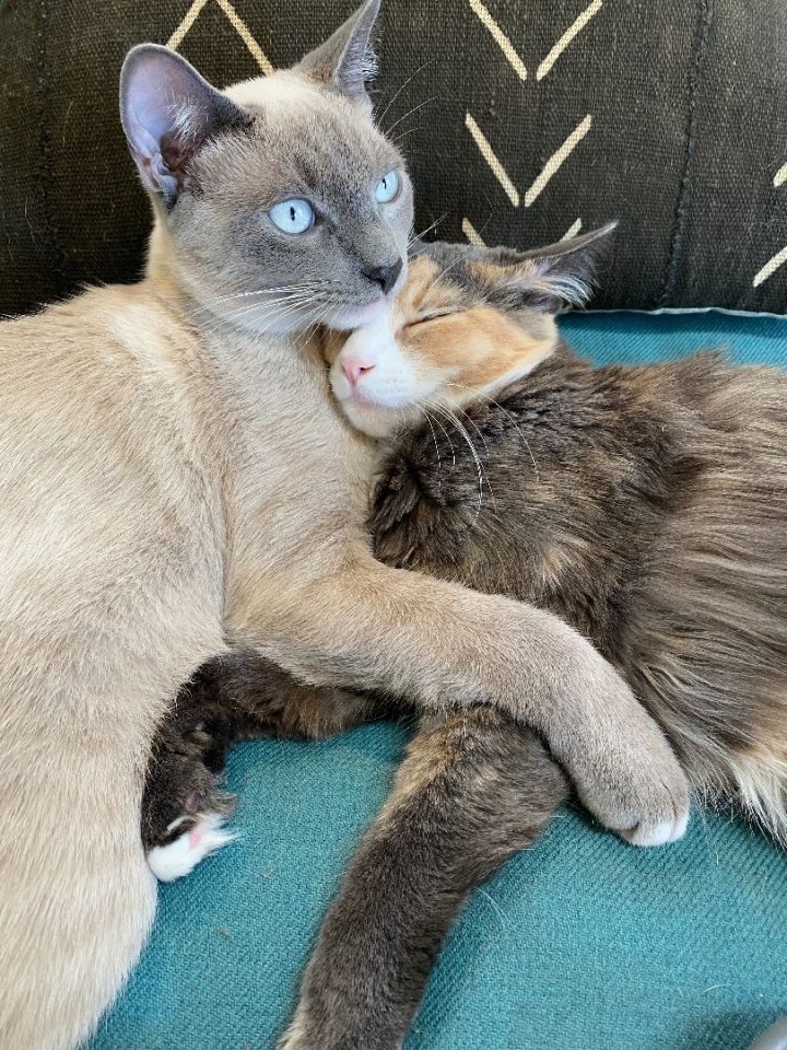 Birdie and Jade, an adopted Siamese & Maine Coon Mix in Mission Viejo, CA_image-1