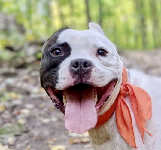 Buddy 2, an adoptable Pit Bull Terrier in Lockport, NY, 14095 | Photo Image 1