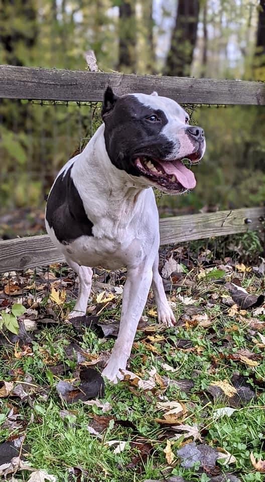 Buddy 2, an adoptable Pit Bull Terrier in Lockport, NY, 14095 | Photo Image 2