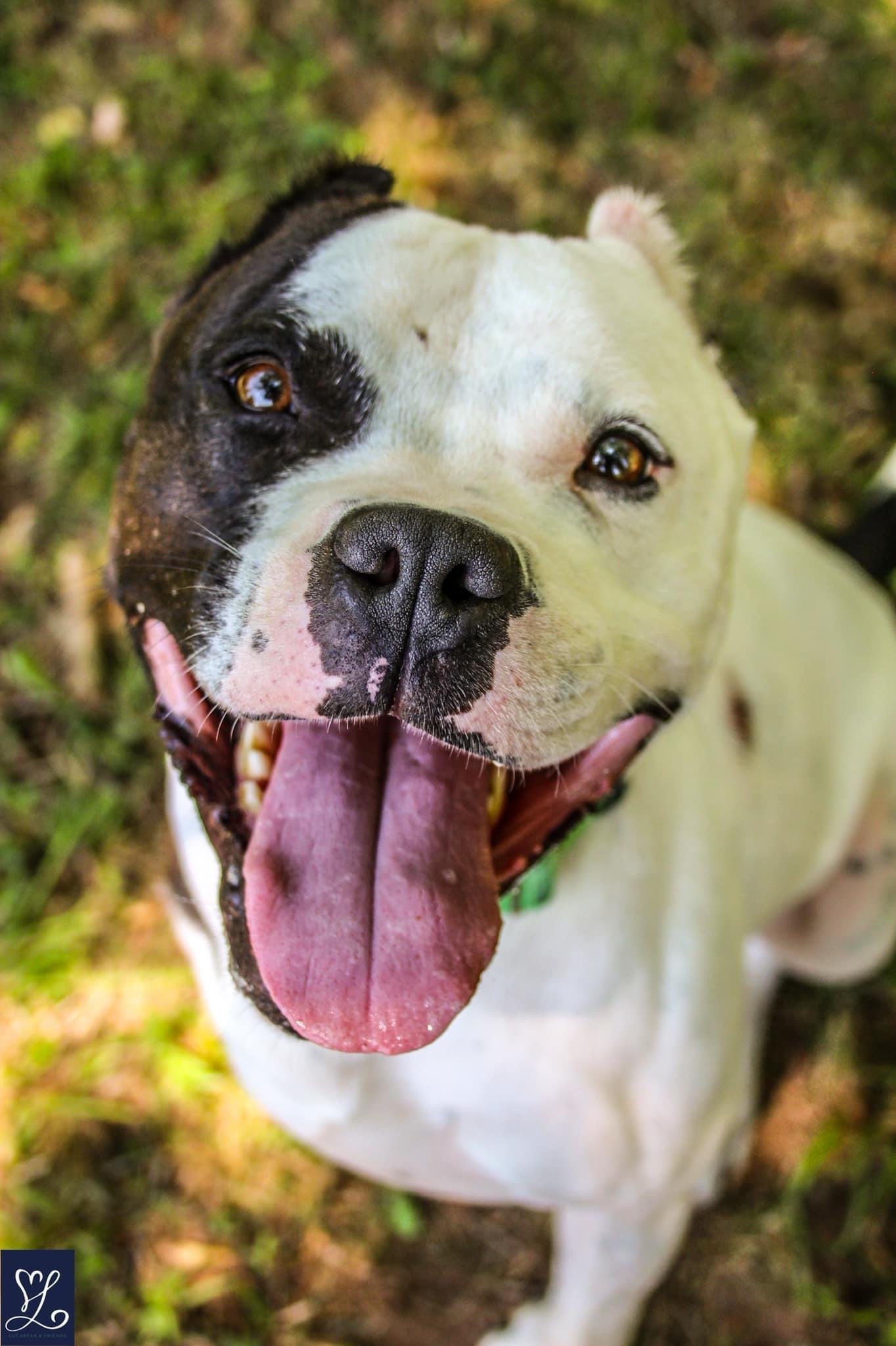 Buddy 2, an adoptable Pit Bull Terrier in Lockport, NY, 14095 | Photo Image 3