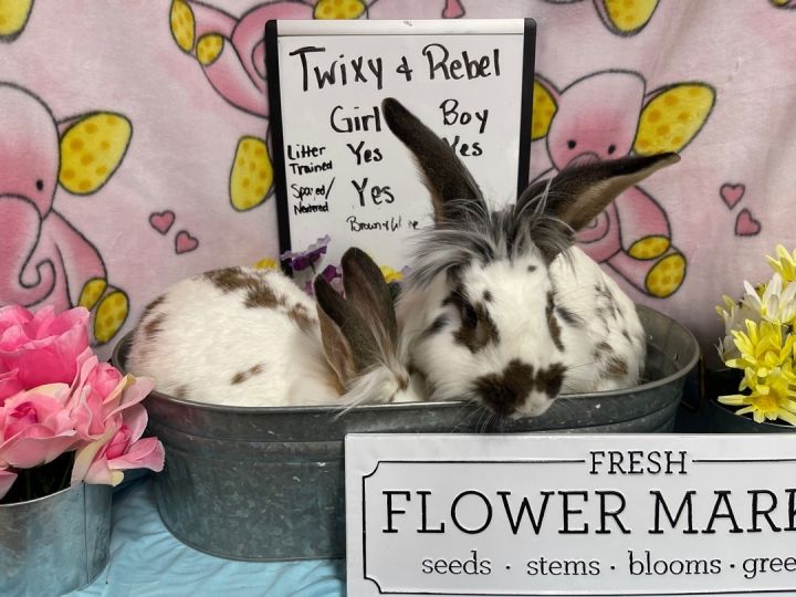 Rebal and Twixy, an adoptable Lionhead in Columbia, SC_image-1