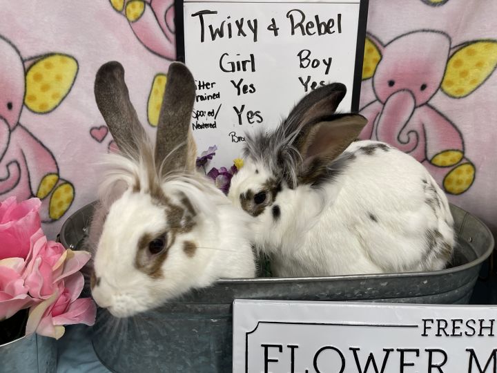 Rebal and Twixy, an adoptable Lionhead in Columbia, SC_image-2