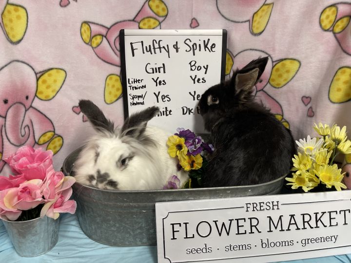 Fluffy and Spike, an adopted Lionhead in Columbia, SC_image-1