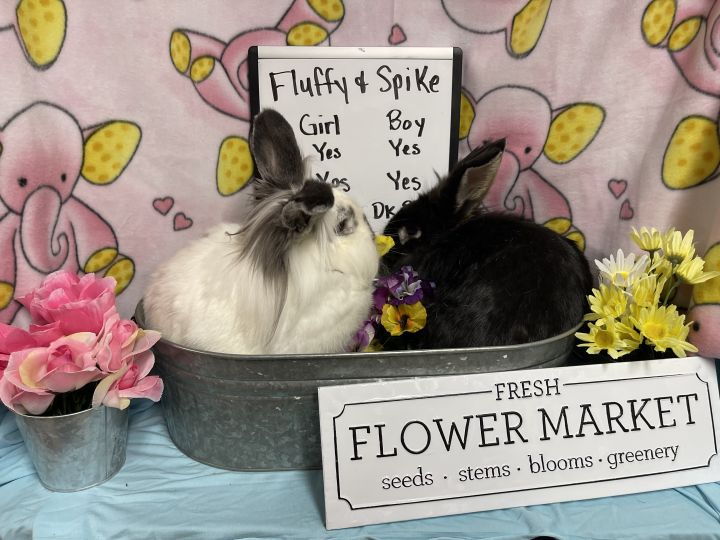 Fluffy and Spike, an adoptable Lionhead in Columbia, SC_image-2