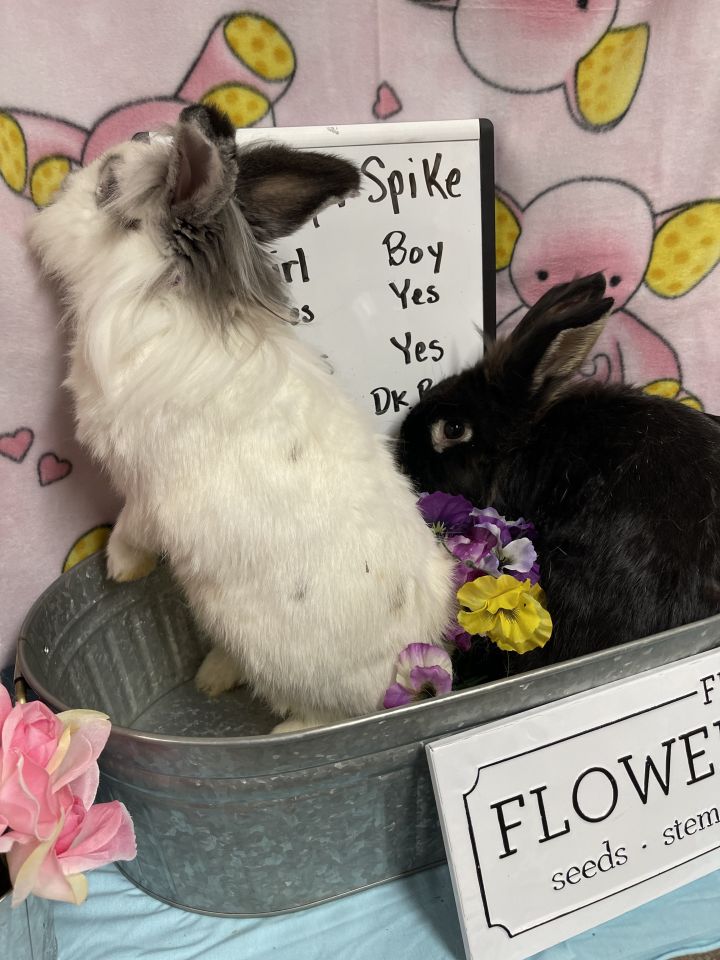 Fluffy and Spike, an adoptable Lionhead in Columbia, SC_image-3