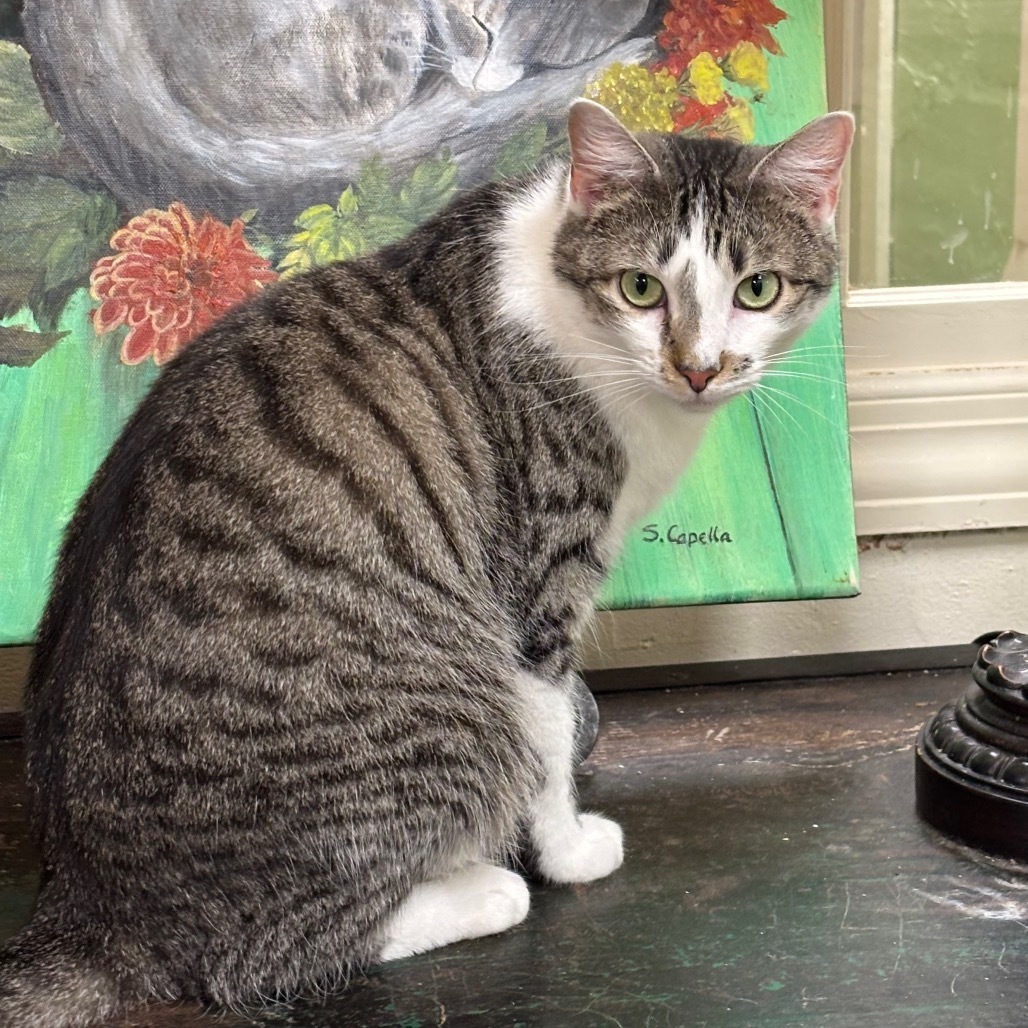 Mauna Loa, an adoptable Domestic Short Hair in Mount Juliet, TN, 37122 | Photo Image 1