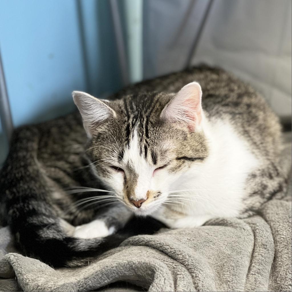 Mauna Loa, an adoptable Domestic Short Hair in Mount Juliet, TN, 37122 | Photo Image 2