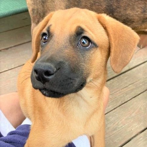 Emmaleigh Puppy - Available July 17th (Adoption Pending!)